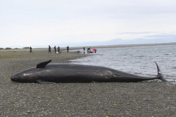 45ͷ��ꪾ������������׺�Ͽ��ǳ