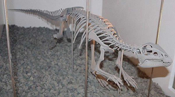 墨尔本博物馆中的棱齿龙骨架