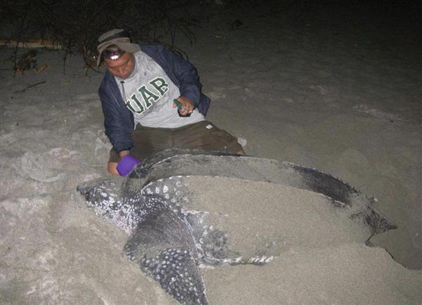 �о���Ա�ڸ�һֻ������ĸ������ӱ�ǩ