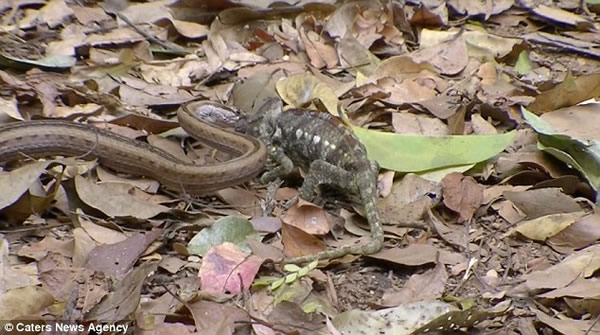 毒蛇猎杀变色龙