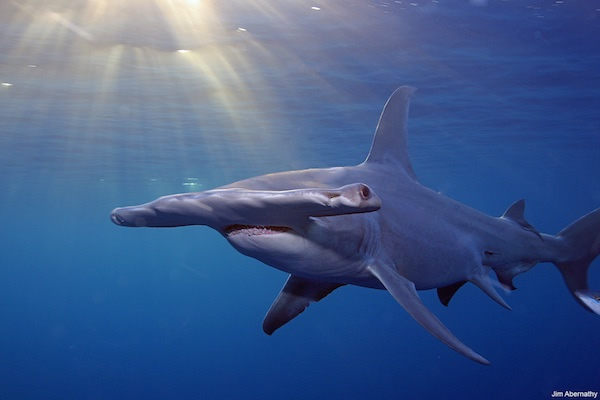 Hammerhead sharks are particularly at risk. Photo by Jim Abernaty / Pew Environm