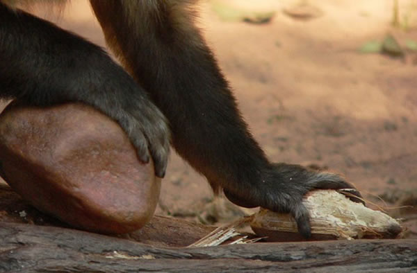 Bearded capuchin monkeys place nuts in their most stable positions before cracki