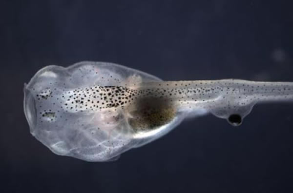 �о���Ա�Ӿ����������۾���ֲ�ڽ���������β����ʵ�������������λ�����Ծ����������Ӿ�����