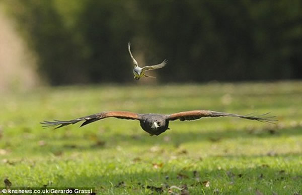 ��ʳӬ���l�¶���ӥ������