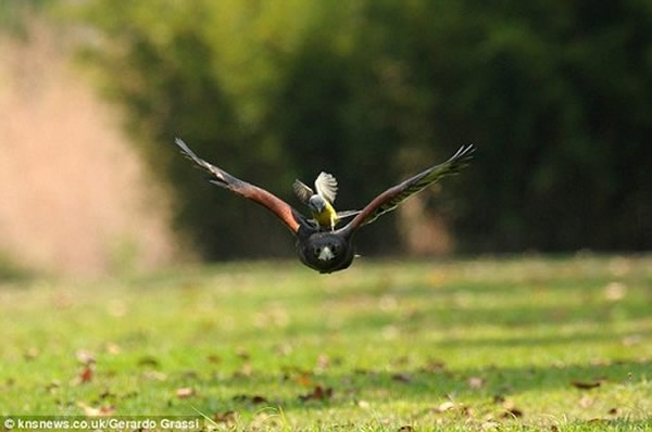 ��ʳӬ���l�¶���ӥ������