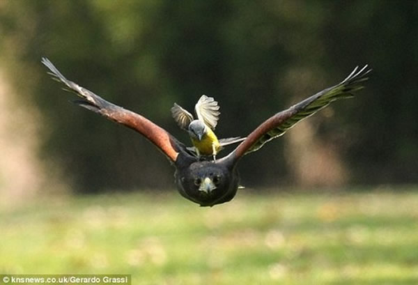 ��ʳӬ���l�¶���ӥ������