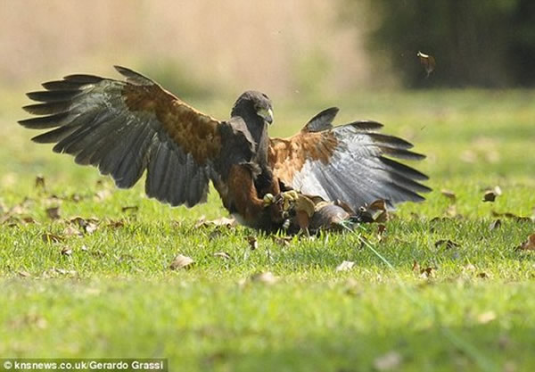 ��ʳӬ���l�¶���ӥ������