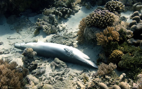 2010年有9700万条鲨鱼被捕杀