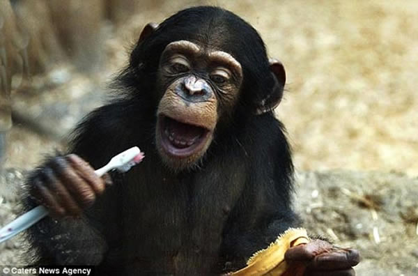 动物园小猩猩学人类刷牙