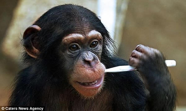 ����԰С����ѧ����ˢ��