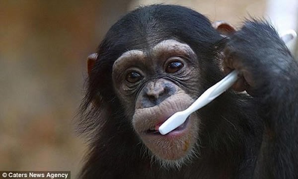 动物园小猩猩学人类刷牙