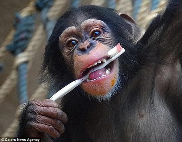 ����԰С����ѧ����ˢ��