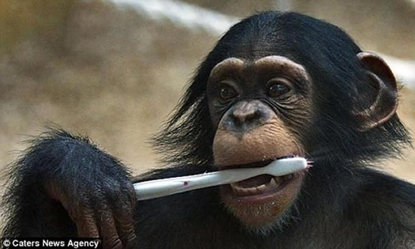 ����԰С����ѧ����ˢ��