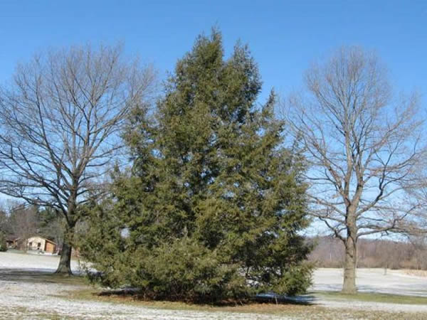 古老的铁杉可以增进我们对过去气候以及森林变化的了解