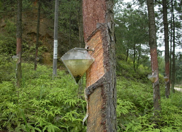 村民王胜旗等人细细清点一下,发现被剥皮的松树不下6000多棵,大部分是生长了几十年,甚至是上百年。