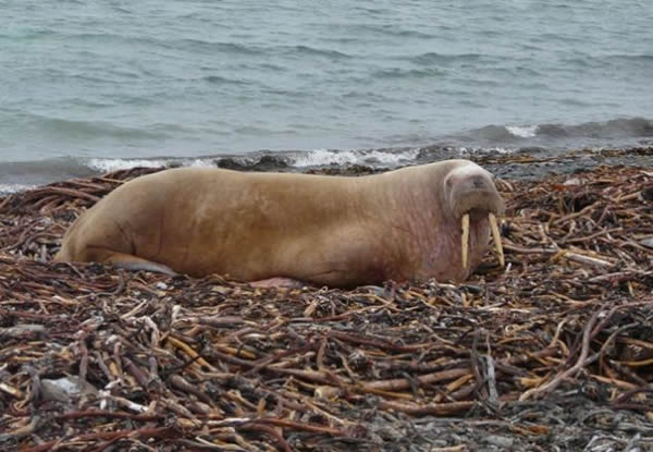 一头海象出现在距离北冰洋约2000多英里的奥克尼群岛