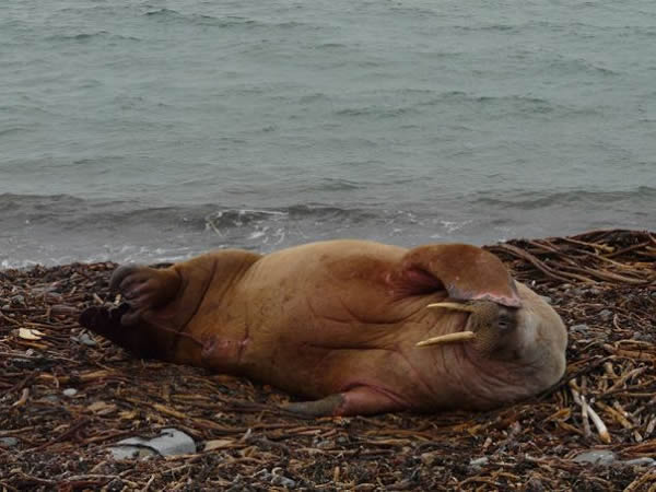 一头海象出现在距离北冰洋约2000多英里的奥克尼群岛