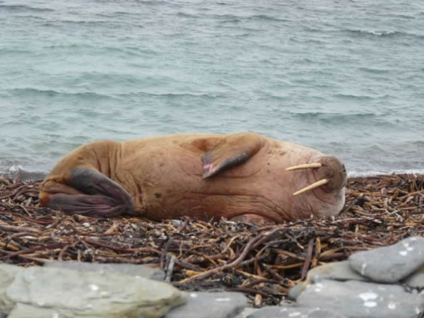 一头海象出现在距离北冰洋约2000多英里的奥克尼群岛