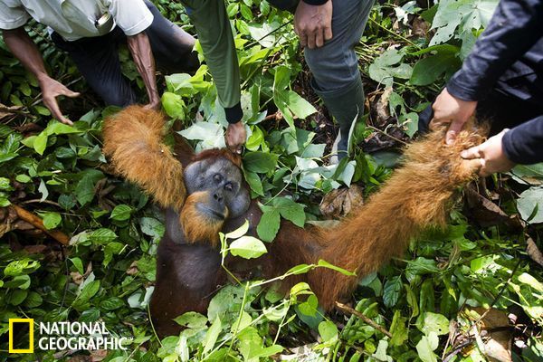 �������Ŵ������ɣ�������ɱ��ĸ�׶�ȡ����