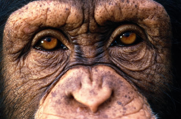 A UN report finds that nearly 3,000 great apes are killed or captured every year