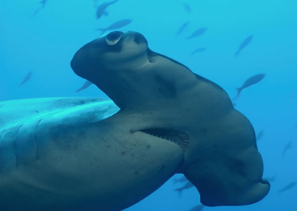 Scalloped Hammerhead Shark