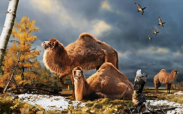 ����ʷǰ��������ͼ