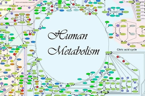 这种模型的主要应用之一就是能够预测特殊的药物如何对癌性肿瘤生长的代谢途径产生影响