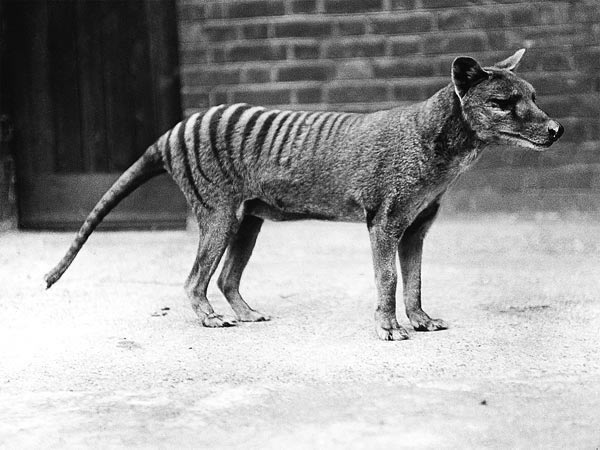 The Tasmanian tiger—known as a thylacine—is one of many exinct species at the ce