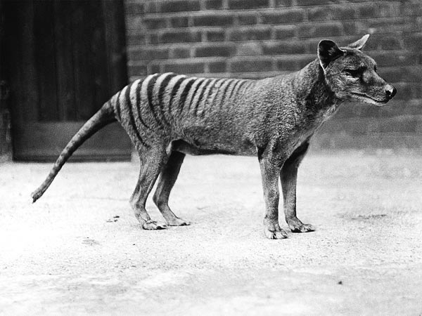 The Tasmanian tigerknown as a thylacineis one of many exinct species at the ce