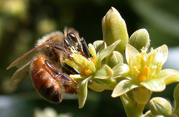 蜜蜂是怎么采蜜的视频 1_2013030615471513K8K.jpg