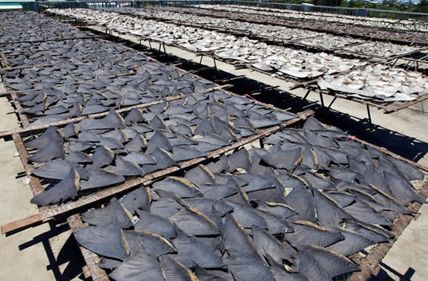 Shark fins drying in the sun in Kaohsiung before processing. 30 percent of the w