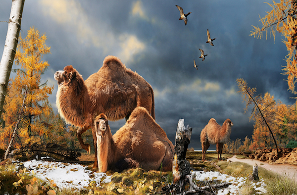 Enormous Prehistoric Camel Roamed Arctic