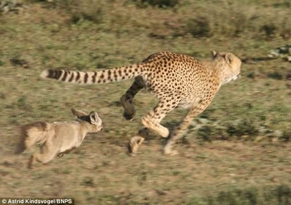 坦桑尼亚两只狐狸追捕一头猎豹
