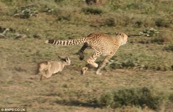 坦桑尼亚两只狐狸追捕一头猎豹