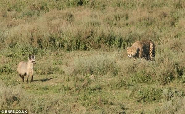 坦桑尼亚两只狐狸追捕一头猎豹