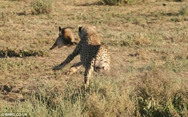坦桑尼亚两只狐狸追捕一头猎豹