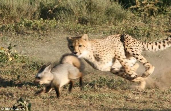 坦桑尼亚两只狐狸追捕一头猎豹