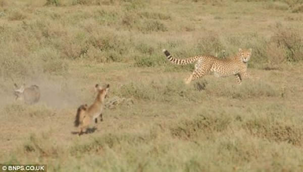 坦桑尼亚两只狐狸追捕一头猎豹