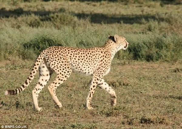 坦桑尼亚两只狐狸追捕一头猎豹