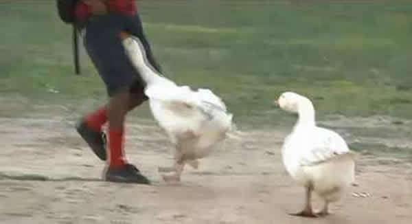 ����һ���к���������⡰��ŭ�Ĵ�족Ϯ��