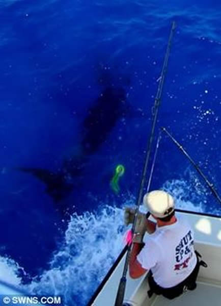 英国人使用一根绳索和棒子便捕获有史以来最大蓝枪鱼