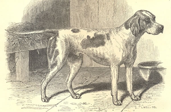 The Earliest Dogs: Photos