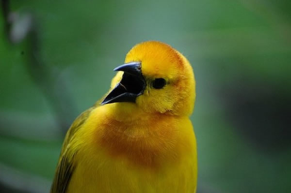 人类语言或许由两种已存系统的组合进化而来