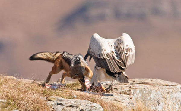 �Ϸ�ͺ���������ʳ