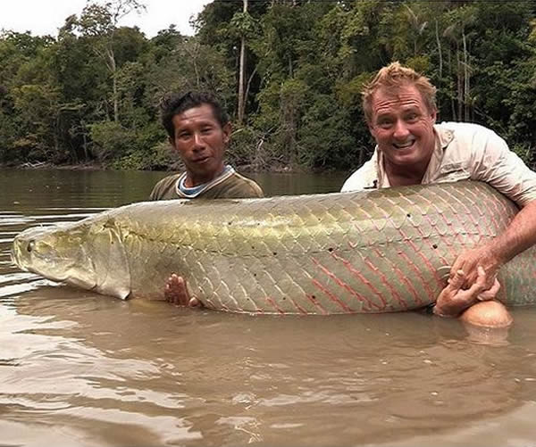 英国垂钓爱好者在南美洲圭亚那钓到一条巨大的野生巨滑舌鱼