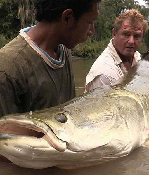 英国垂钓爱好者汤森在南美洲圭亚那钓上来这条巨大的野生巨滑舌鱼,重250磅(约113公斤)。