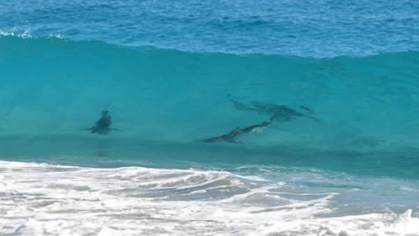 美国佛州海岸出现上万条鲨鱼