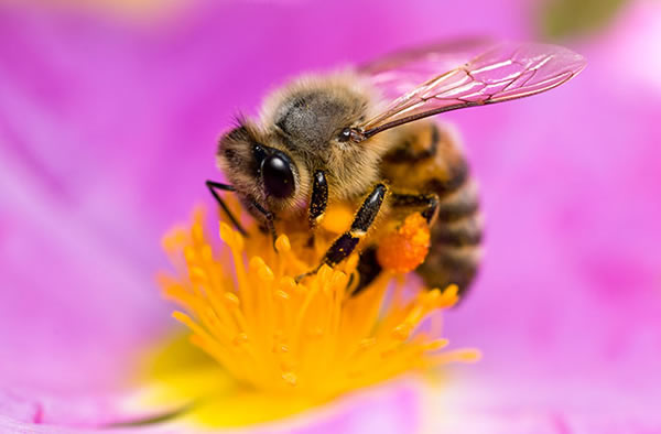 The Buzz: Bees Get a Boost From Caffeine
