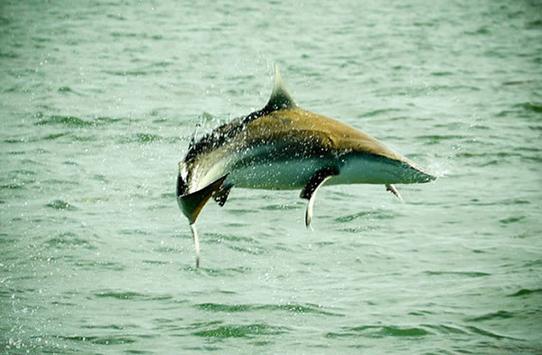 Sharks Along Florida Coast Cause Beach Closures