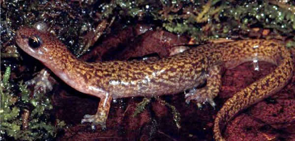 吉林发现小鲵新物种:“吉林爪鲵”